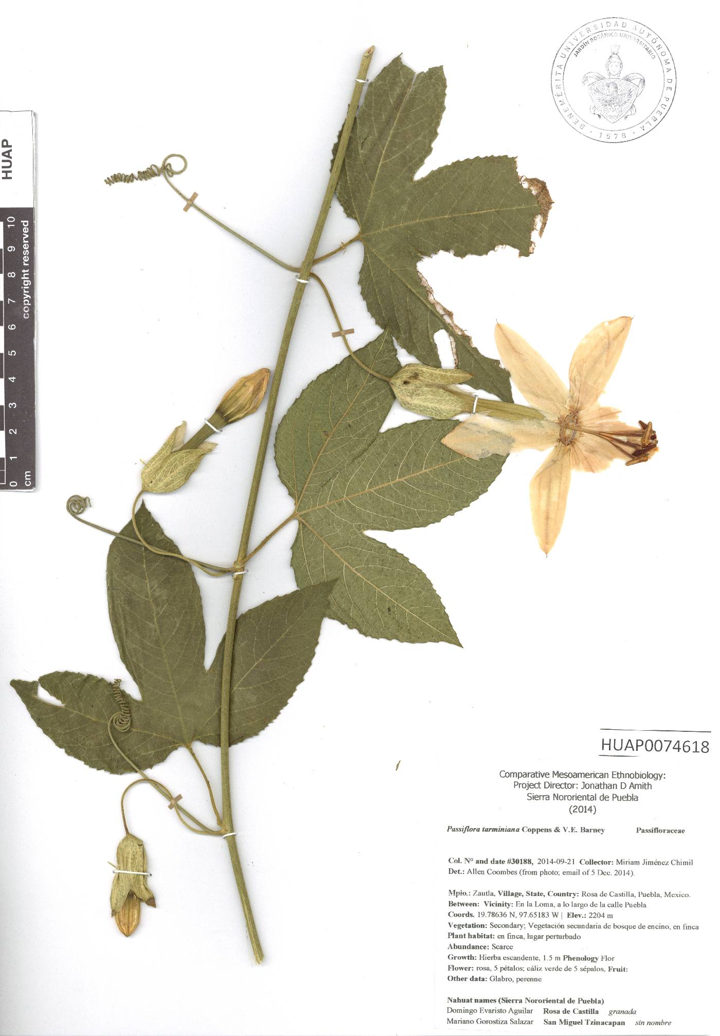 Passiflora tarminiana image
