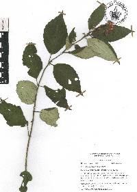 Scutellaria formosa image