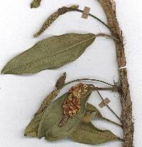 Anthurium scandens image