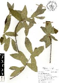 Lasiocarpus ferrugineus image