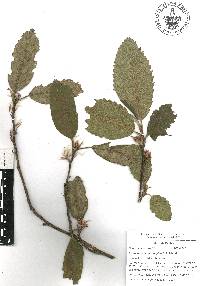 Cercocarpus macrophyllus image