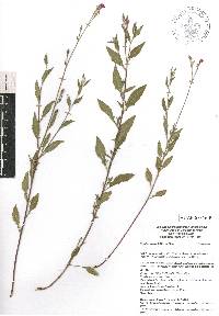 Oenothera rosea image