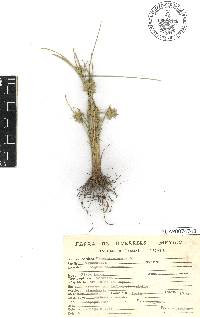 Cyperus elegans image