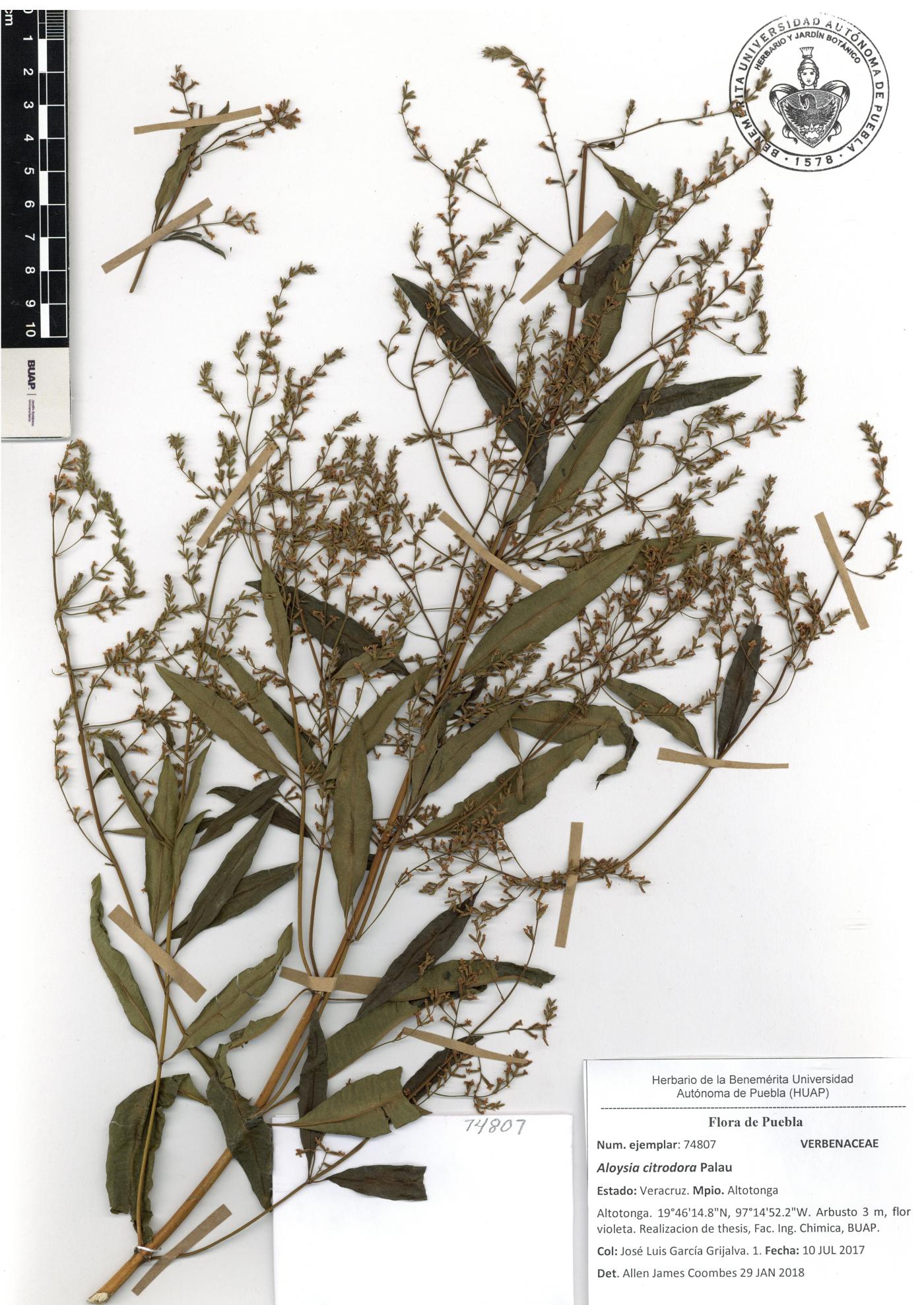 Aloysia triphylla image