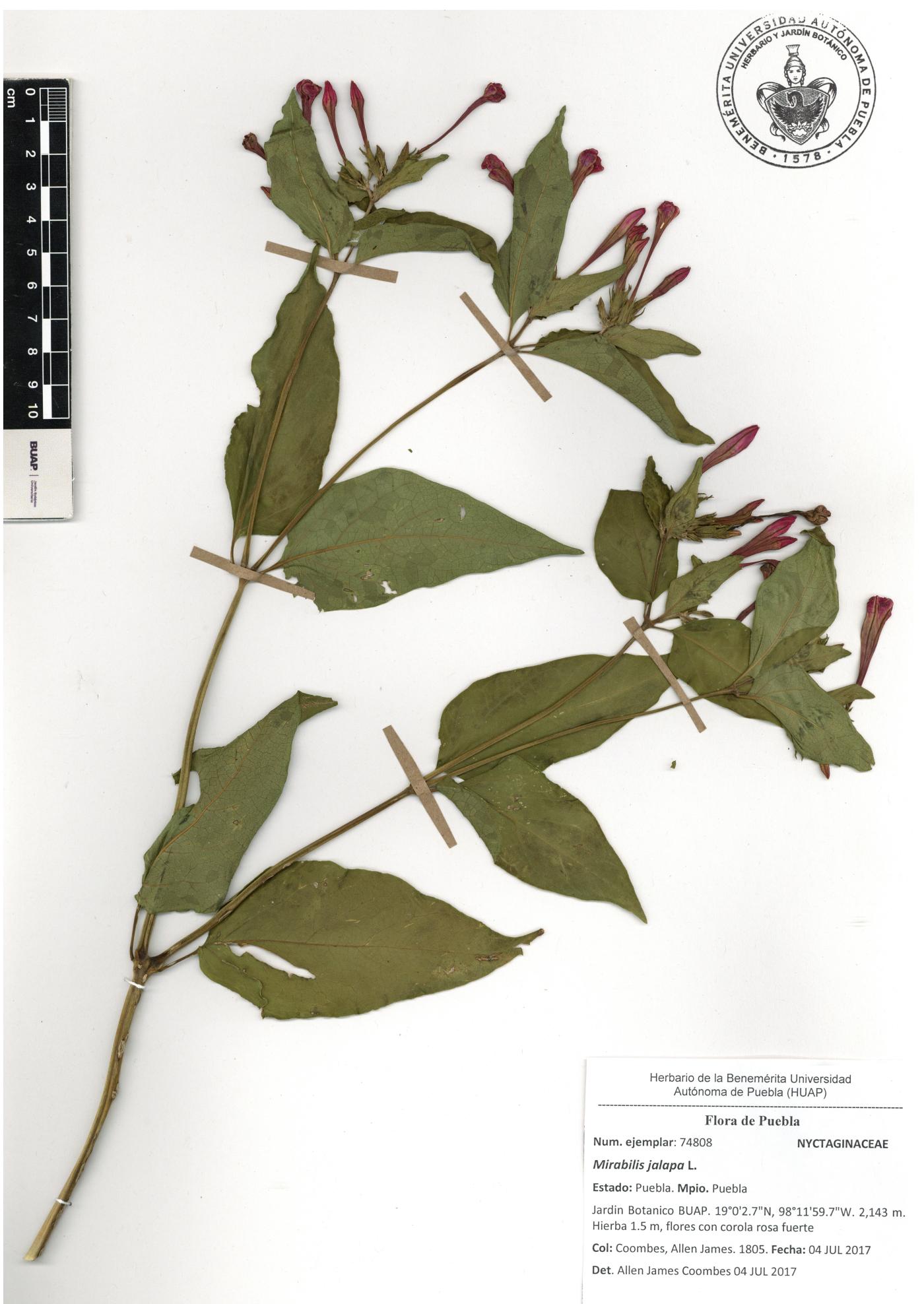 Mirabilis jalapa image