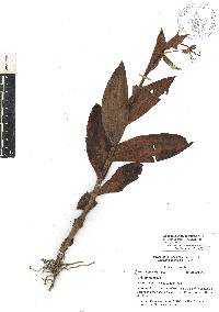 Habenaria macroceratitis image