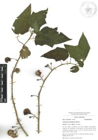 Solanum acerifolium image