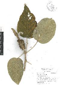 Croton stipulaceus image