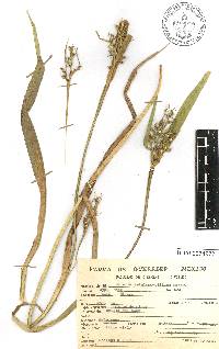 Scleria secans image