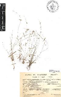 Cyperus subsquarrosus image