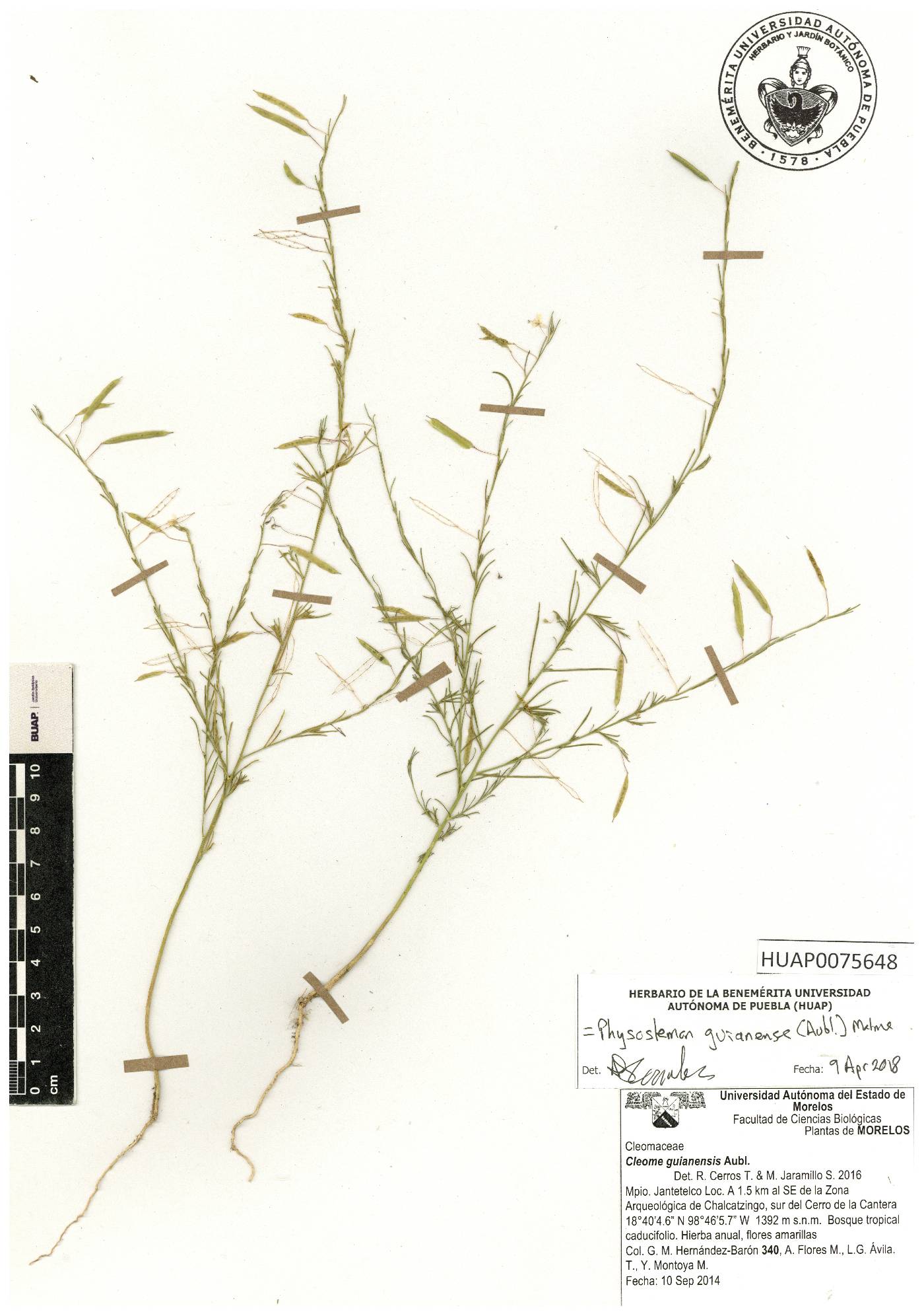 Physostemon guianense image