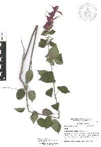 Salvia iodantha image