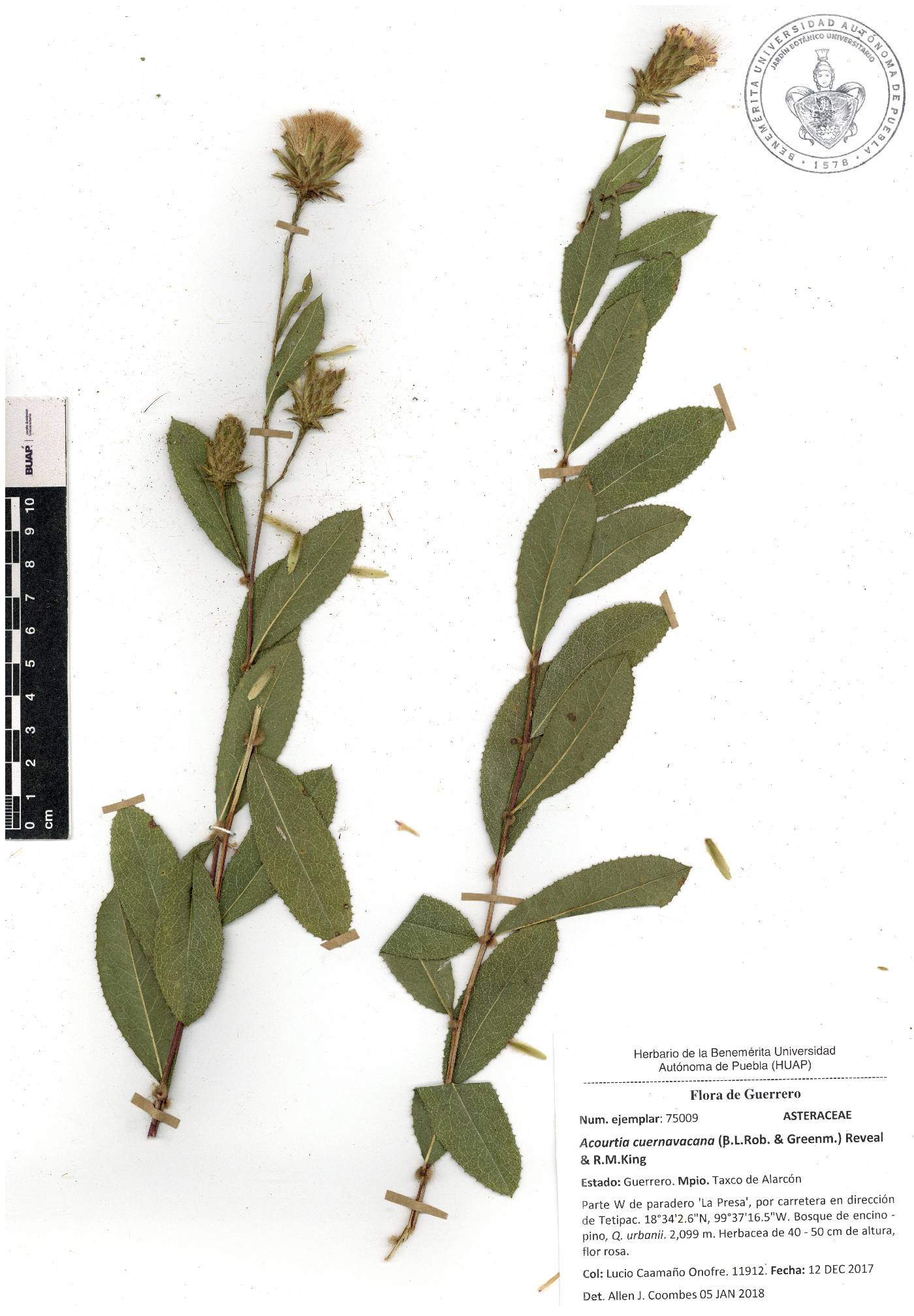 Acourtia cuernavacana image