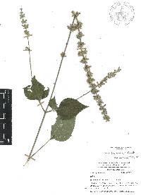 Salvia leptostachys image