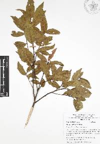 Quercus affinis image