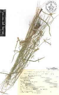 Kyllinga odorata image