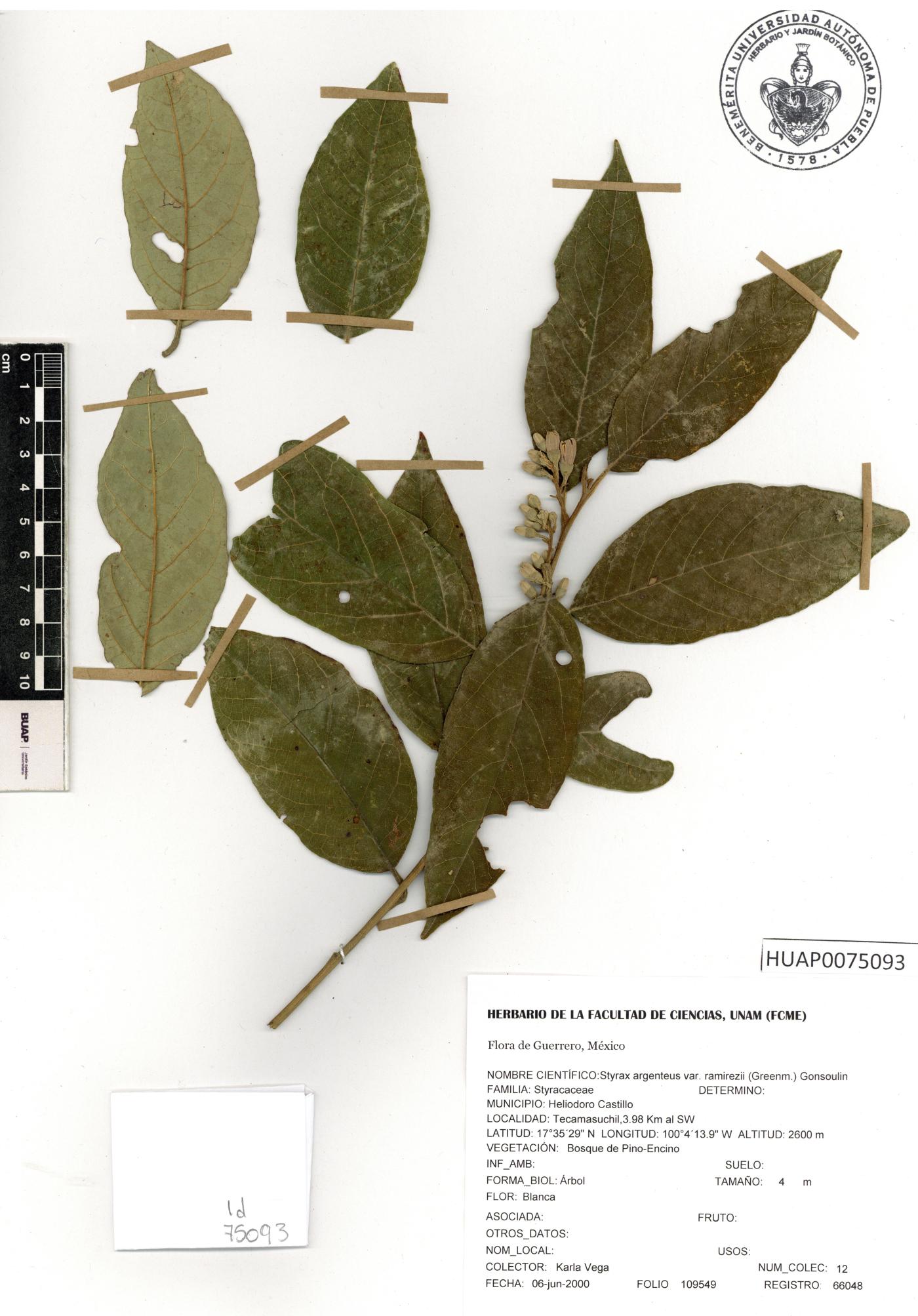 Styrax ramirezii image