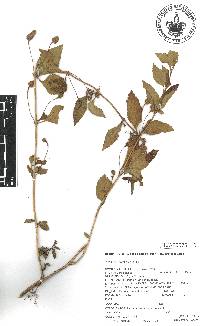 Phyla dulcis image