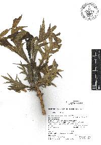 Bocconia frutescens image