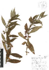 Leucocarpus perfoliatus image