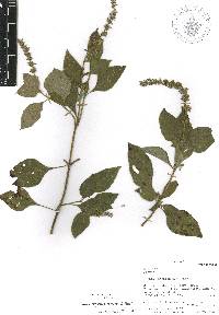 Salvia longispicata image