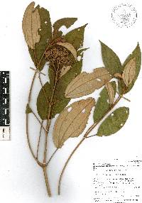 Miconia xalapensis image