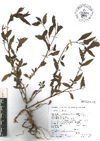 Ludwigia octovalvis image