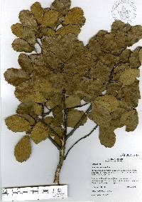 Quercus potosina image