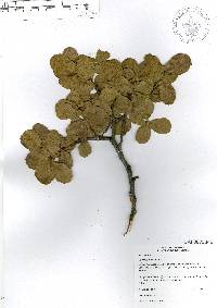 Quercus potosina image