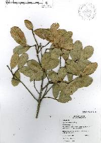 Quercus arizonica image