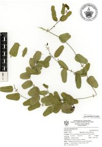 Cocculus diversifolius image