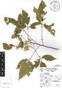 Thouinia acuminata image