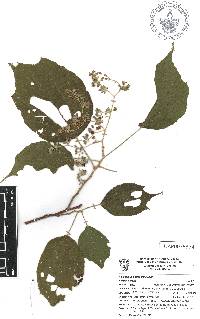 Heliocarpus occidentalis image