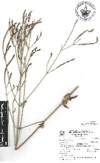 Verbena litoralis image