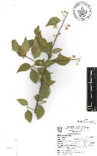 Wimmeria lanceolata image