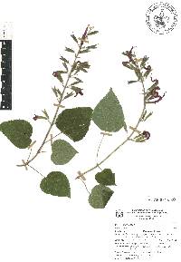 Salvia longistyla image