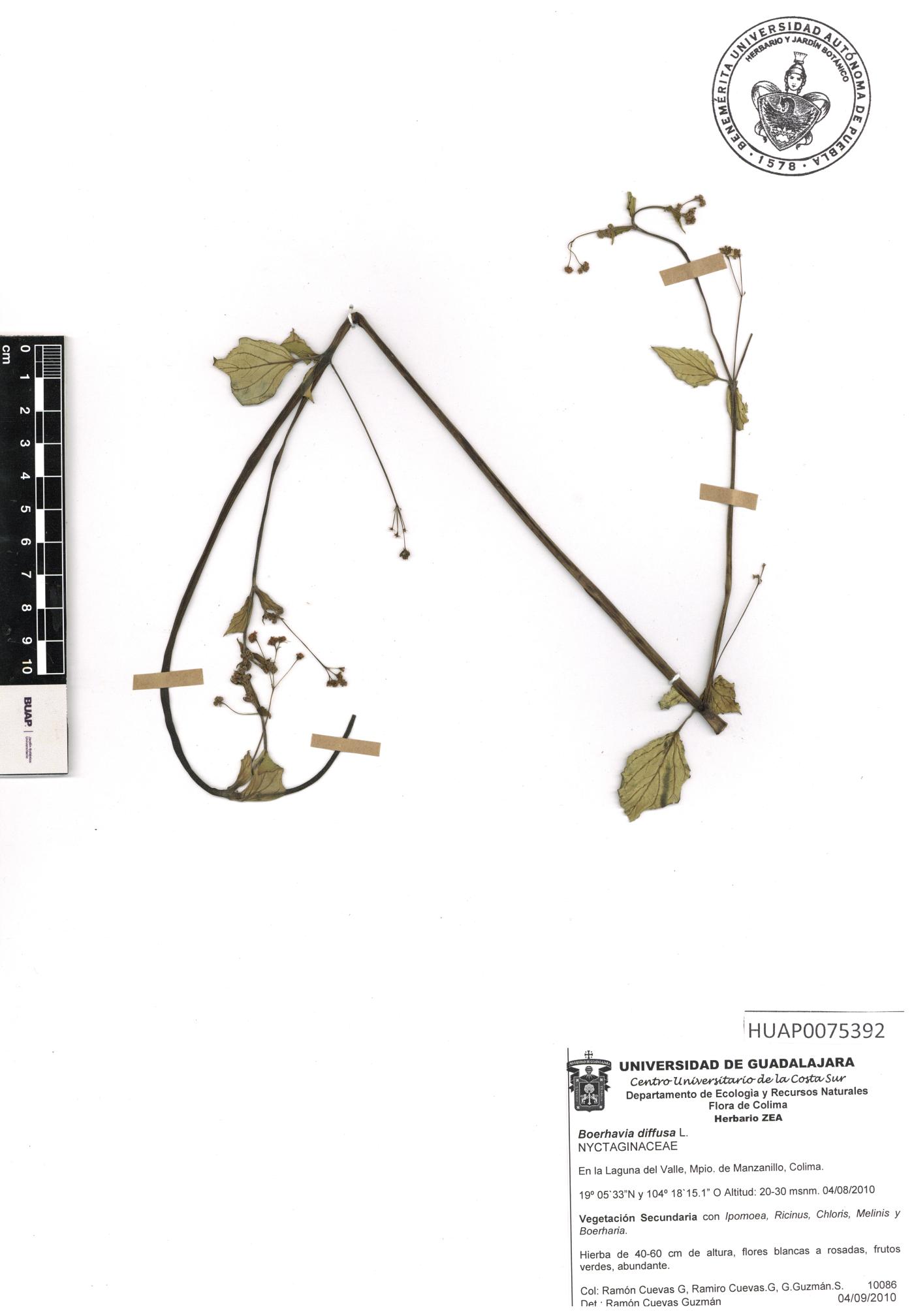 Boerhavia diffusa image
