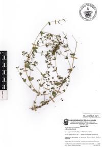 Chamaesyce hyssopifolia image