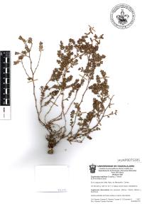Chamaesyce dioica image