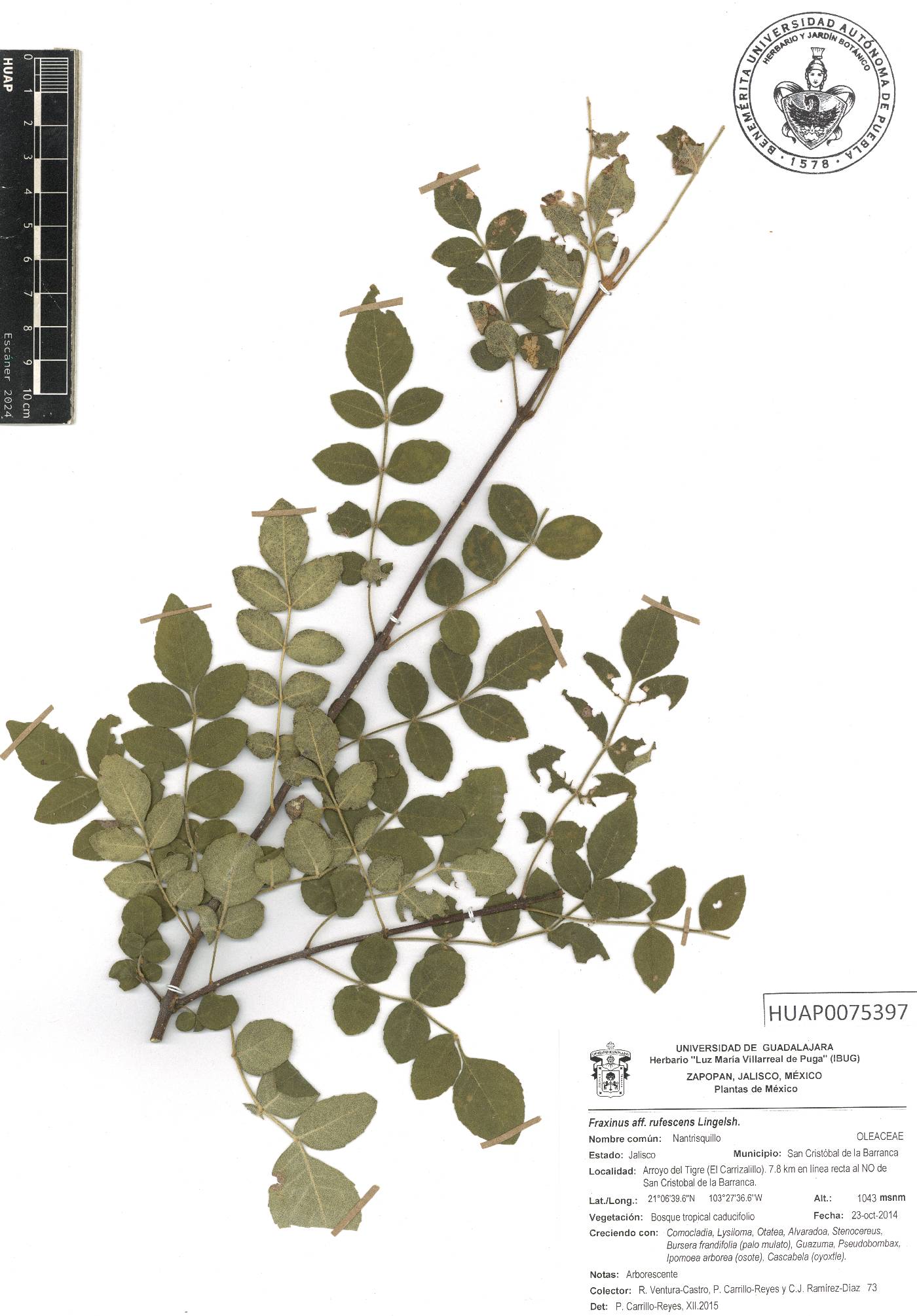 Fraxinus rufescens image