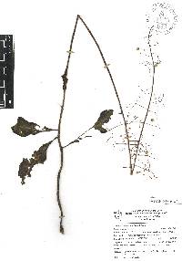 Talinum paniculatum image