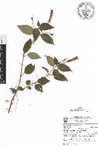 Achimenes heterophylla image