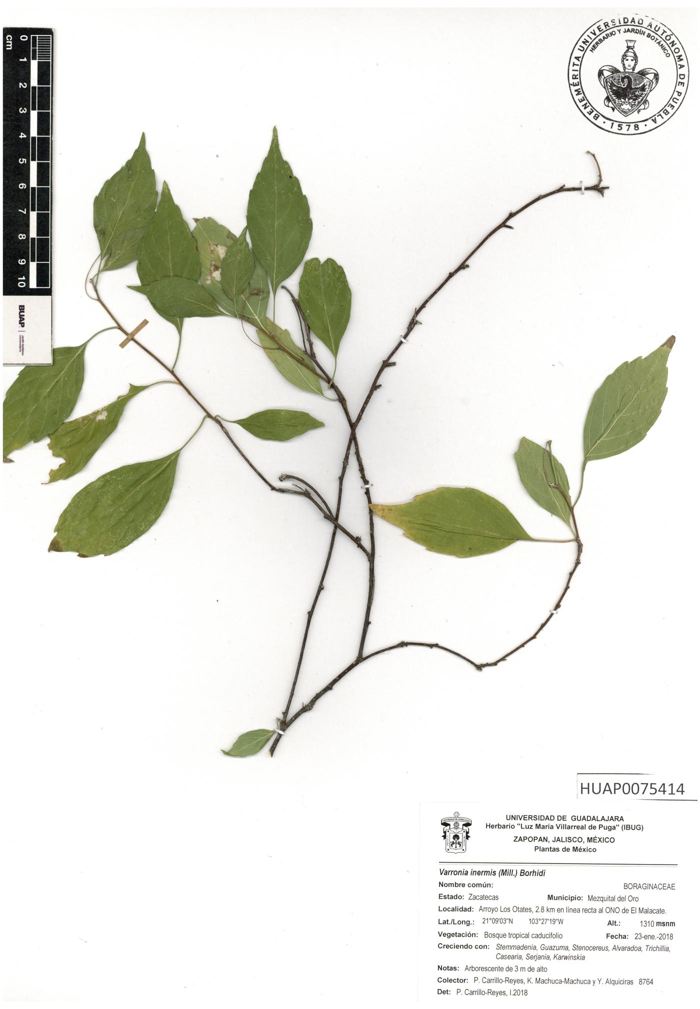 Varronia inermis image
