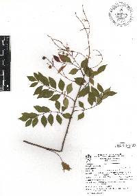 Rhus jaliscana image