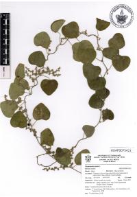Cissampelos pareira image