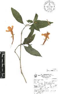 Ruellia mcvaughii image