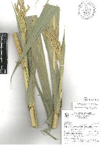 Tripsacum lanceolatum image