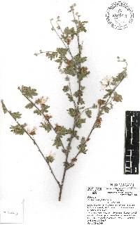 Calliandra eriophylla image