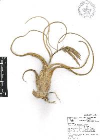 Tillandsia caput-medusae image