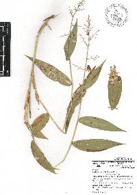 Lasiacis ruscifolia image